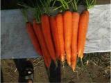 Carrots By Wholesale - For Export